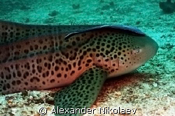 Zebra shark. Canon 40D. by Alexander Nikolaev 
